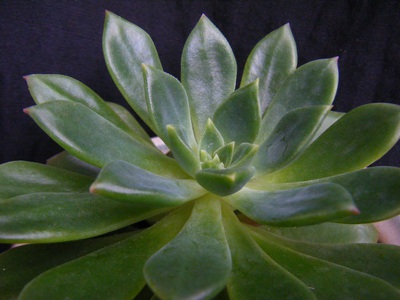 echeveria emeraldlip (5).JPG